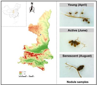 Nodule-associated diazotrophic community succession is driven by developmental phases combined with microhabitat of Sophora davidii